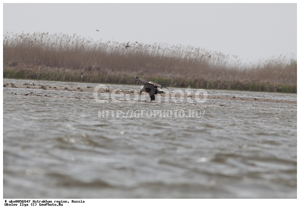 ������������ ���, ������ ��������, ������, ��������, ��������, �����, �����, ��������, �����������, ������ �����, ������ �����, XYZ, ����������, Accipitridae, �����-���������, Haliaeetus albicilla