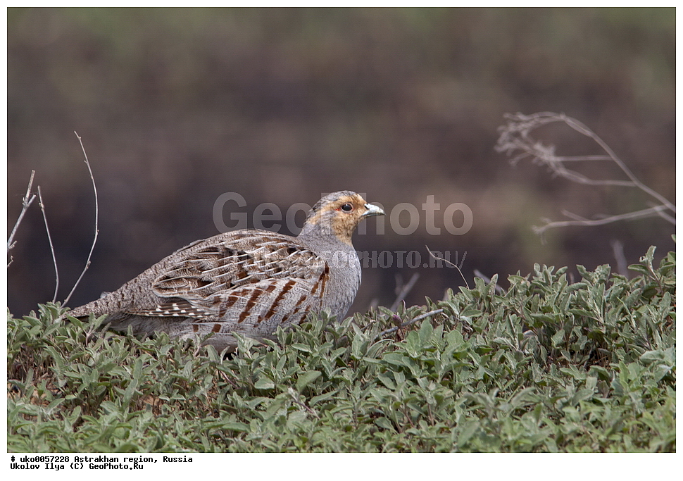 ������������ ���, ������ ��������, ������, ��������, ��������, �����, �����, ��������, �����������, XYZ, ���������, Phasianidae, ����� ���������, Perdix perdix