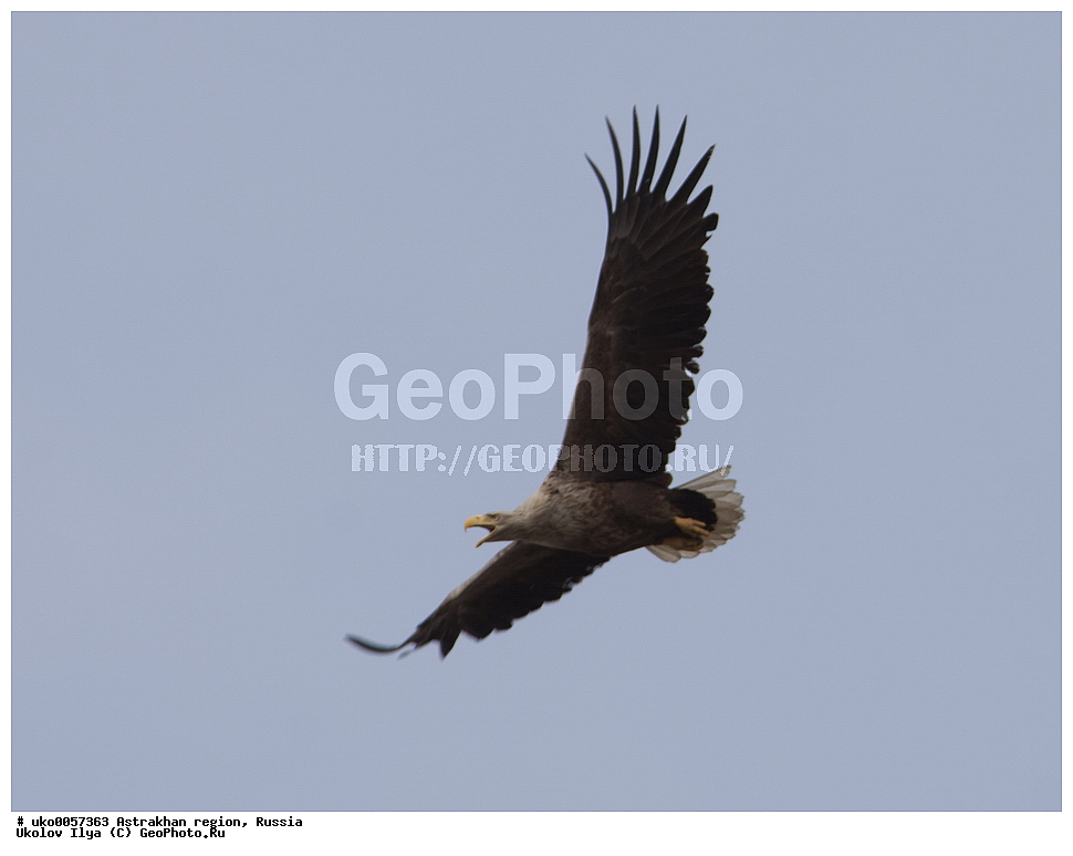 ������������ ���, ������ ��������, ������, ��������, ��������, �����, �����, ��������, �����������, ������ �����, ������ �����, XYZ, ����������, Accipitridae, �����-���������, Haliaeetus albicilla