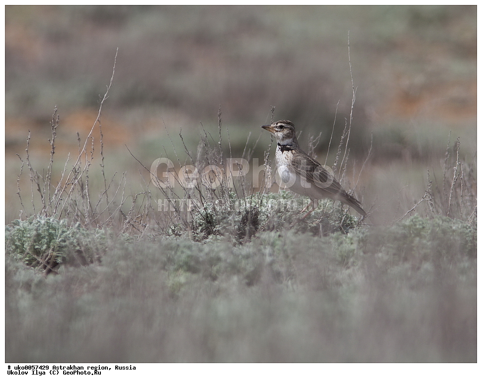 ������������ ���, ������ ��������, ������, ��������, ��������, �����, �����, ��������, �����������, XYZ, ������������, Alaudidae, ������� ���������, �������, ��������, Melanocorypha calandra