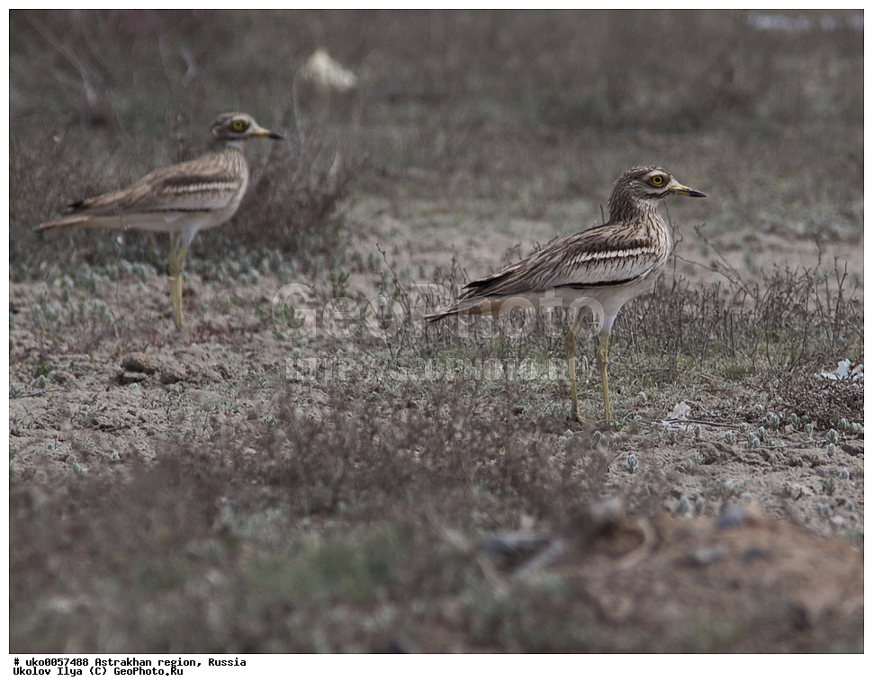 ������������ ���, ������ ��������, ������, ��������, ��������, �����, �����, ��������, �����������, XYZ, ����������, Burhinidae, �������, Burhinus oedicnemus