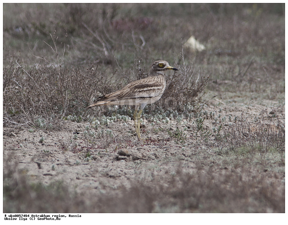 ������������ ���, ������ ��������, ������, ��������, ��������, �����, �����, ��������, �����������, XYZ, ����������, Burhinidae, �������, Burhinus oedicnemus