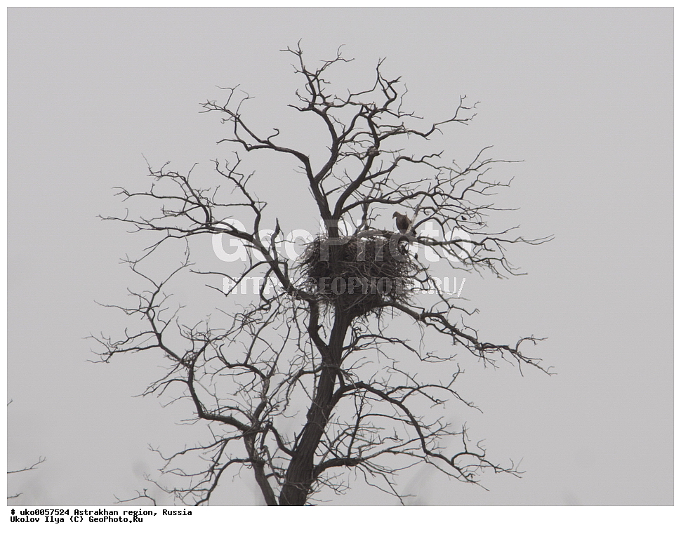 ������������ ���, ������ ��������, ������, ��������, ��������, �����, �����, ��������, �����������, ������ �����, ������ �����, XYZ, ����������, Accipitridae, �����-���������, Haliaeetus albicilla