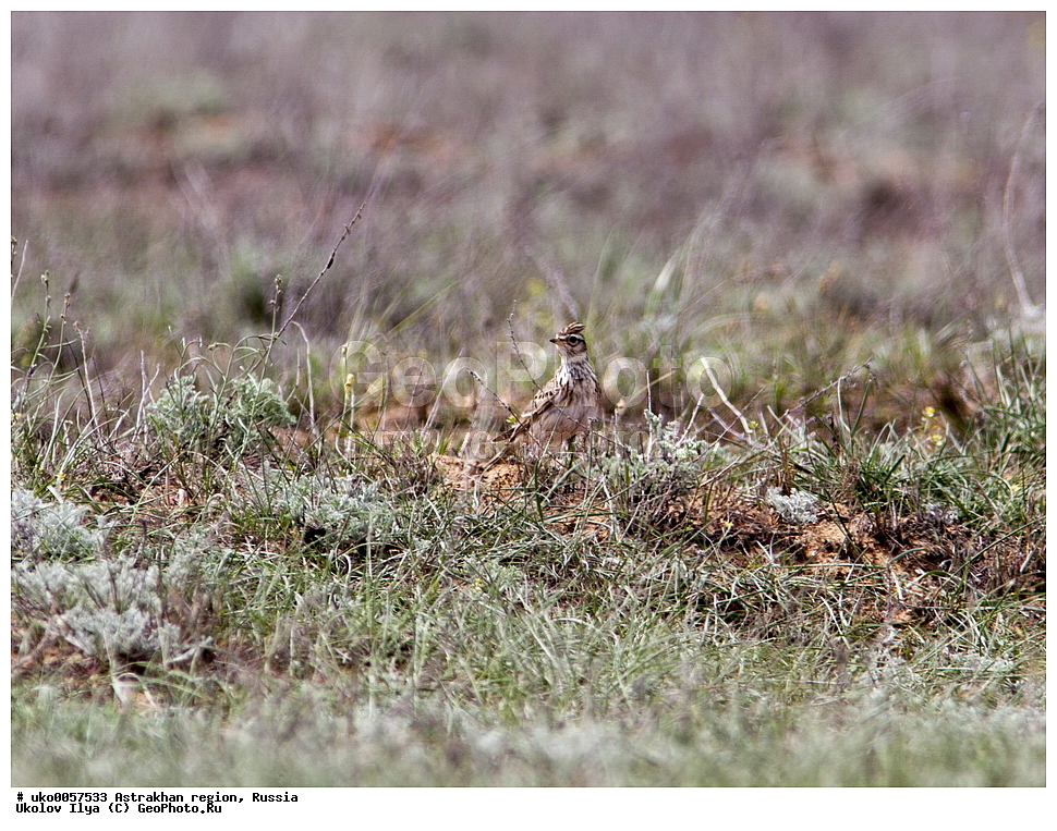 ������������ ���, ������ ��������, ������, ��������, ��������, �����, �����, ��������, �����������, XYZ, ������������, Alaudidae, ������� ���������, Alauda arvensis