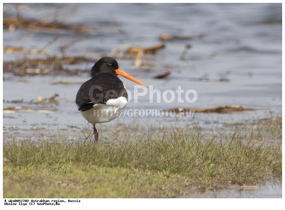 ������������ ���, ������ ��������, ������, ��������, ��������, �����, �����, ��������, �����������, �����, ������, XYZ, ������-������, Haematopodidae, ������������ �����-������, �����-������, Haematopus ostralegus