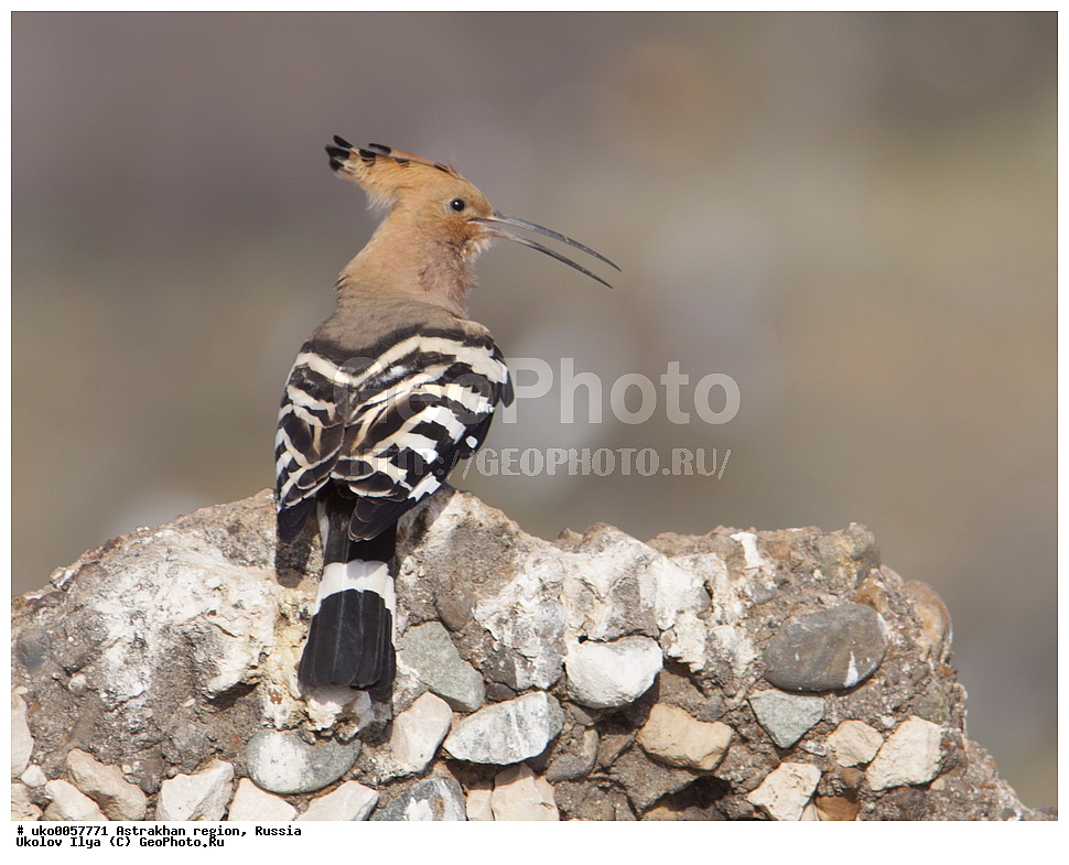 ������������ ���, ������ ��������, ������, ��������, ��������, �����, �����, ��������, �����������, XYZ, �����, Upupidae, ����, Upupa epops