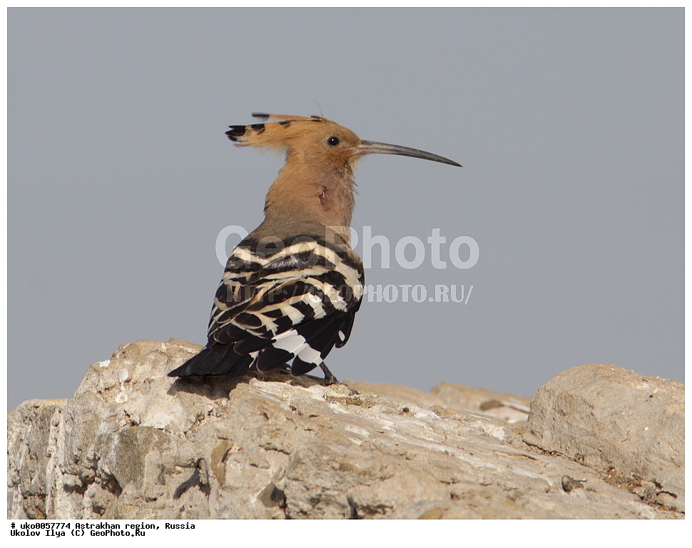 ������������ ���, ������ ��������, ������, ��������, ��������, �����, �����, ��������, �����������, XYZ, �����, Upupidae, ����, Upupa epops