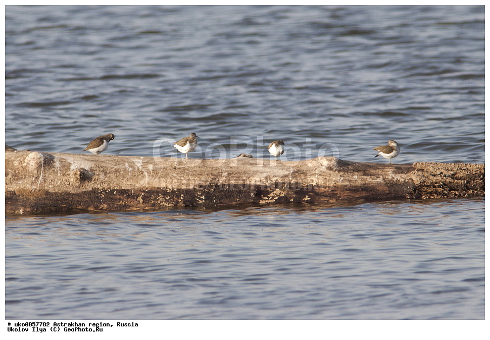 ������������ ���, ������ ��������, ������, ��������, ��������, �����, �����, ��������, �����������, �����, ������, XYZ, ���������, Scolopacidae, ����������, Actitis hypoleucos