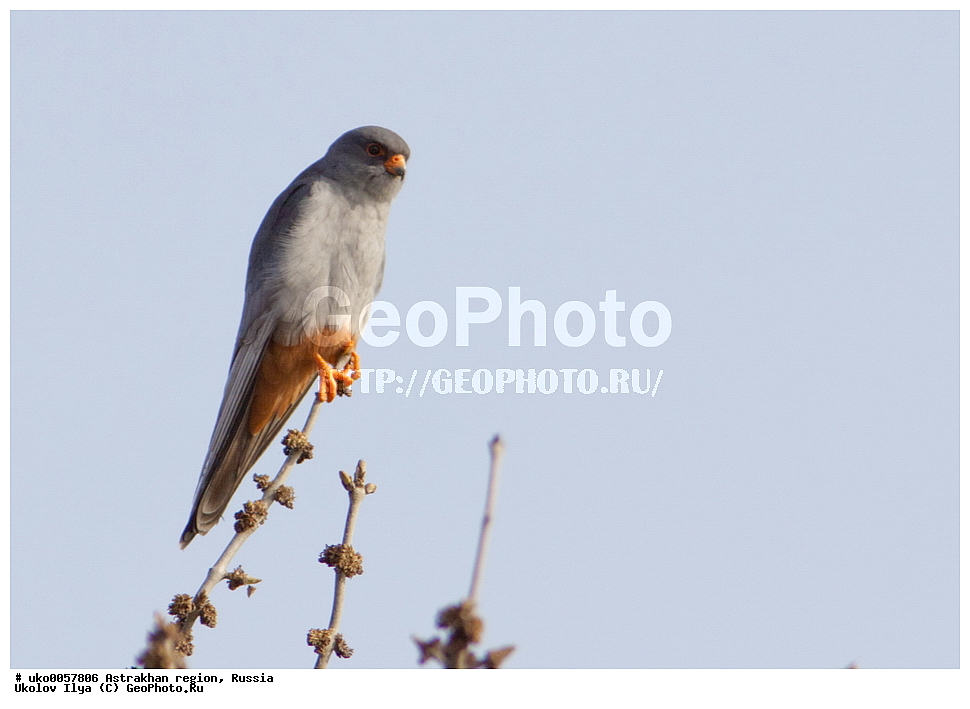 ������������ ���, ������ ��������, ������, ��������, ��������, �����, �����, ��������, �����������, ������ �����, ������ �����, XYZ, ���������, Falconidae, ������, Falco vespertinus