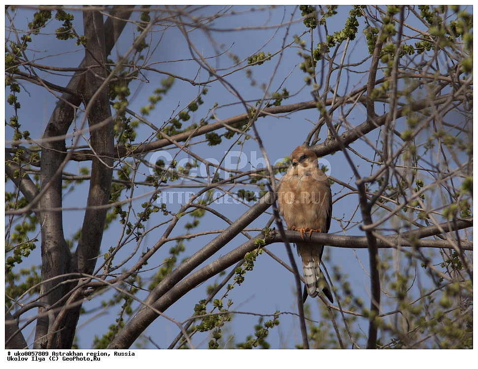 ������������ ���, ������ ��������, ������, ��������, ��������, �����, �����, ��������, �����������, ������ �����, ������ �����, XYZ, ���������, Falconidae, ������, Falco vespertinus