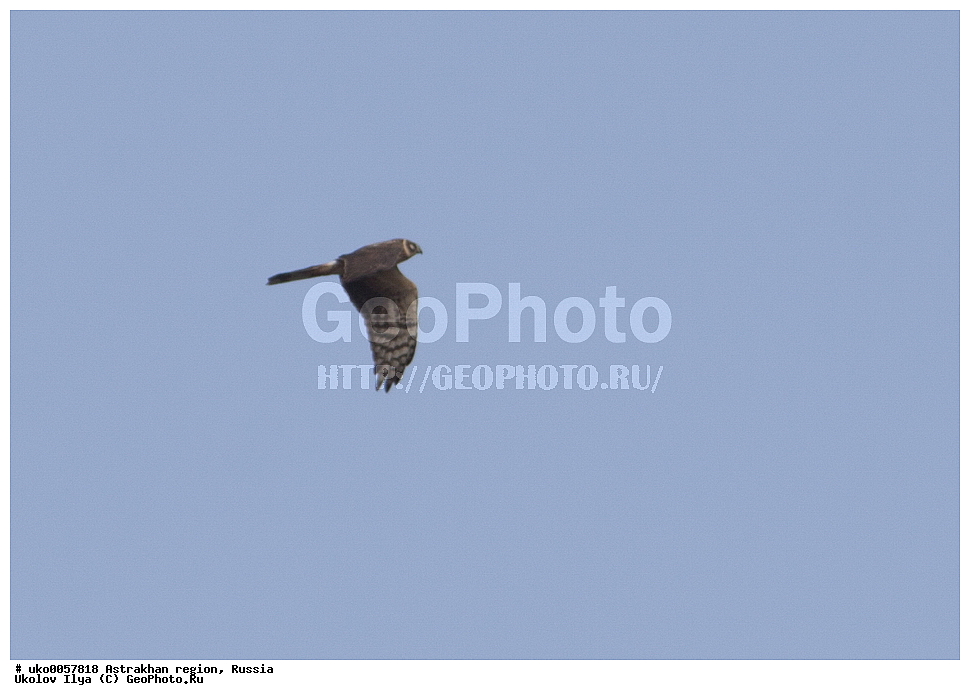 ������������ ���, ������ ��������, ������, ��������, ��������, �����, �����, ��������, �����������, ������ �����, ������ �����, XYZ, ����������, Accipitridae, ������� ����, Circus macrourus