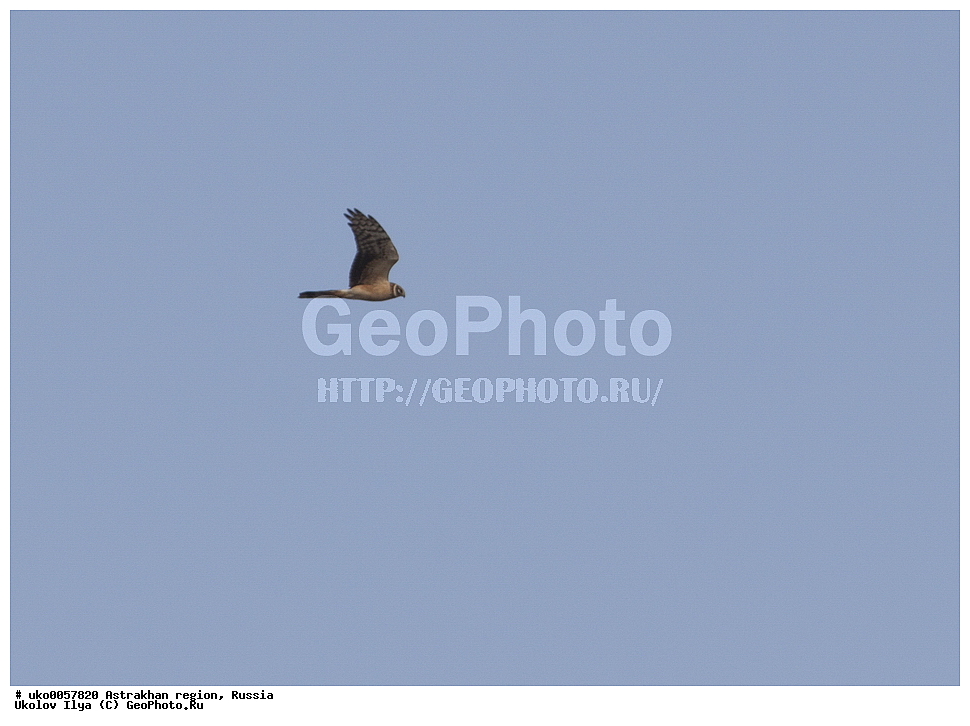 ������������ ���, ������ ��������, ������, ��������, ��������, �����, �����, ��������, �����������, ������ �����, ������ �����, XYZ, ����������, Accipitridae, ������� ����, Circus macrourus