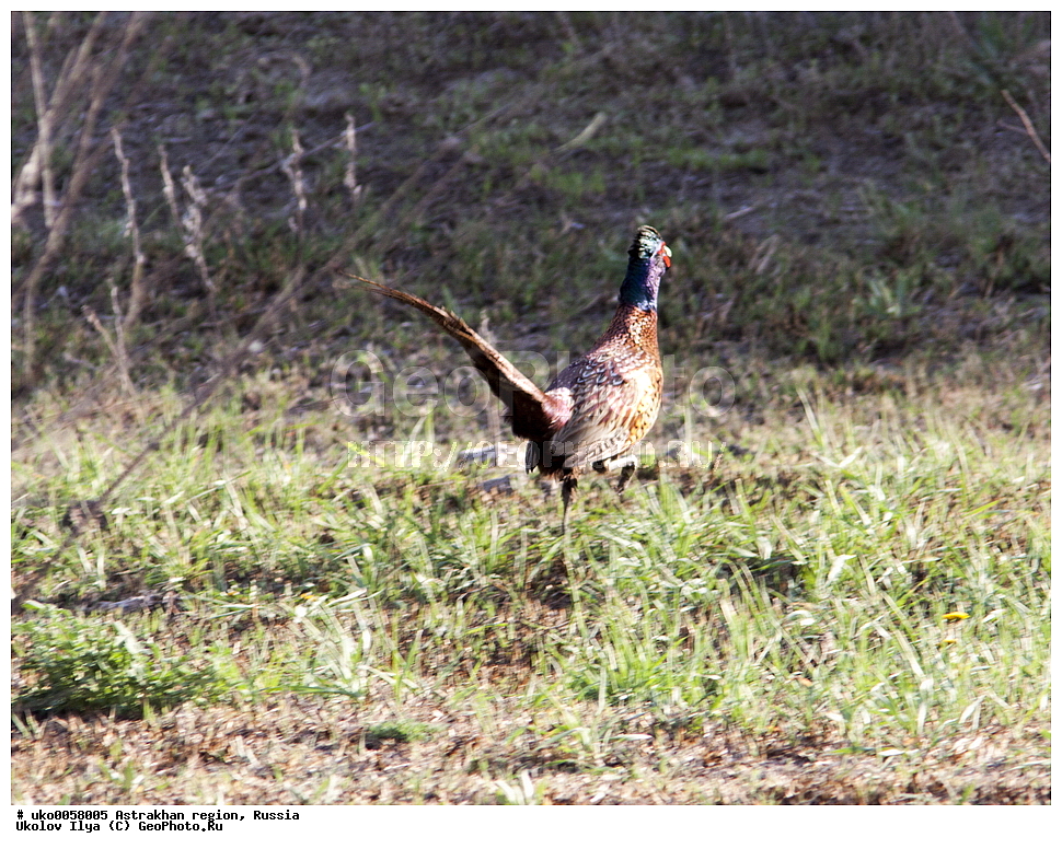 ������������ ���, ������ ��������, ������, ��������, ��������, �����, �����, ��������, �����������, XYZ, ���������, Phasianidae, ������������ �����, ���������� �����, Phasianus colchicus