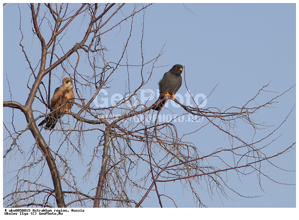 ������������ ���, ������ ��������, ������, ��������, ��������, �����, �����, ��������, �����������, ������ �����, ������ �����, XYZ, ���������, Falconidae, ������, Falco vespertinus