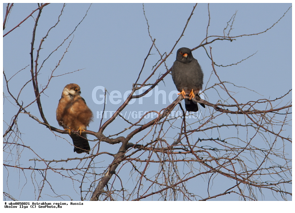 ������������ ���, ������ ��������, ������, ��������, ��������, �����, �����, ��������, �����������, ������ �����, ������ �����, XYZ, ���������, Falconidae, ������, Falco vespertinus