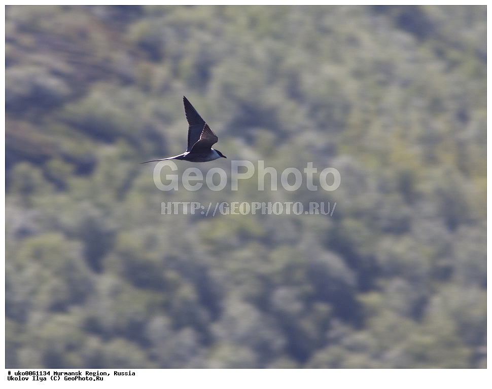 ���������� �������, �������� ����������, ������, ��������� ����, ���������, �������, �������� ��������� �����, ���������, ������, ��������, ��������, �����, �����, ��������, �����������, ������� �����, ������� �����, XYZ, ������������, Stercorariidae, ������������� ��������, Stercorarius longicaudus