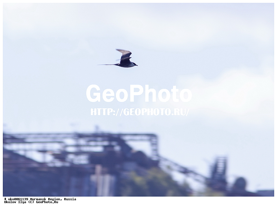 ���������� �������, �������� ����������, ������, ��������� ����, ���������, �������, �������� ��������� �����, ���������, ������, ��������, ��������, �����, �����, ��������, �����������, ������� �����, ������� �����, XYZ, ������������, Stercorariidae, ������������� ��������, Stercorarius longicaudus