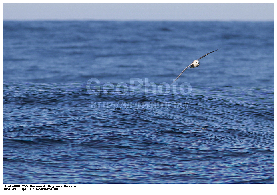 ���������� �������, �������� ����������, ������, ��������� ����, ���������, �������, �������� ��������� �����, ���������, ������, ��������, ��������, �����, �����, ��������, �����������, ������� �����, ������� �����, XYZ, ���������������, Procellariidae, ������, Fulmarus glacialis