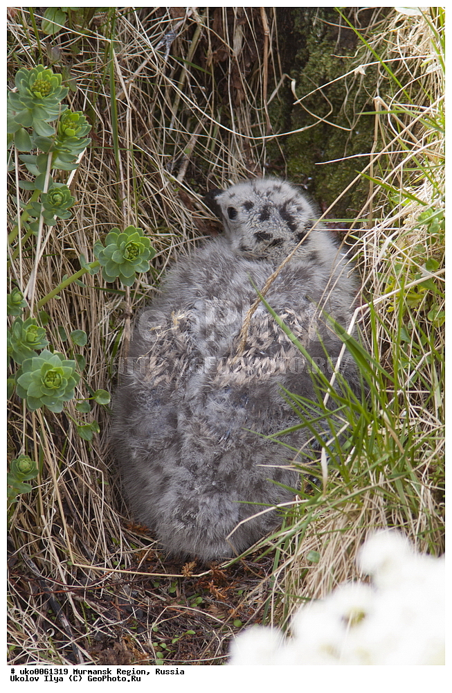  ���������� �������, �������� ����������, ������, ��������� ����, ���������, �������, �������� ��������� �����, ���������, ������, ��������, ��������, �����, �����, ��������, �����������, ������� �����, ������� �����, XYZ, ��������, Laridae, ������� �����, Larus marinus, ������, ������