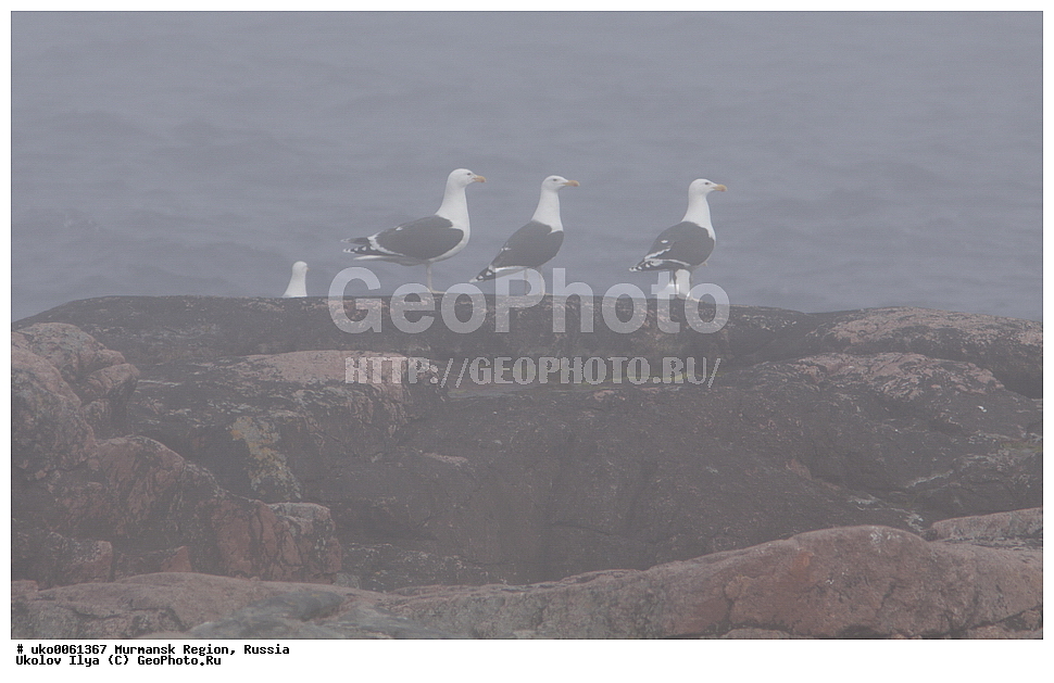 ���������� �������, �������� ����������, ������, ��������� ����, ���������, �������, �������� ��������� �����, ���������, ������, ��������, ��������, �����, �����, ��������, �����������, ������� �����, ������� �����, XYZ, ��������, Laridae, ������� �����, Larus marinus