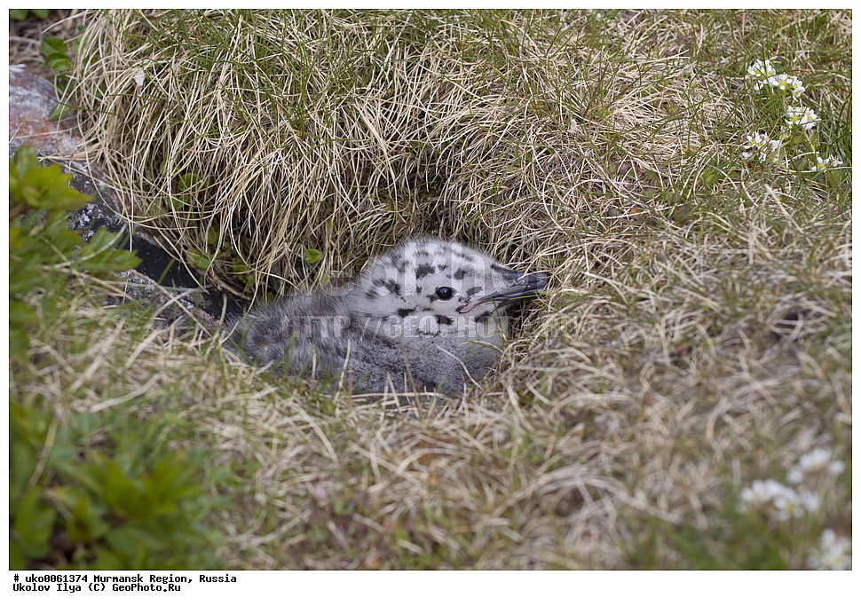  ���������� �������, �������� ����������, ������, ��������� ����, ���������, �������, �������� ��������� �����, ���������, ������, ��������, ��������, �����, �����, ��������, �����������, ������� �����, ������� �����, XYZ, ��������, Laridae, ������� �����, Larus marinus, ������, ������