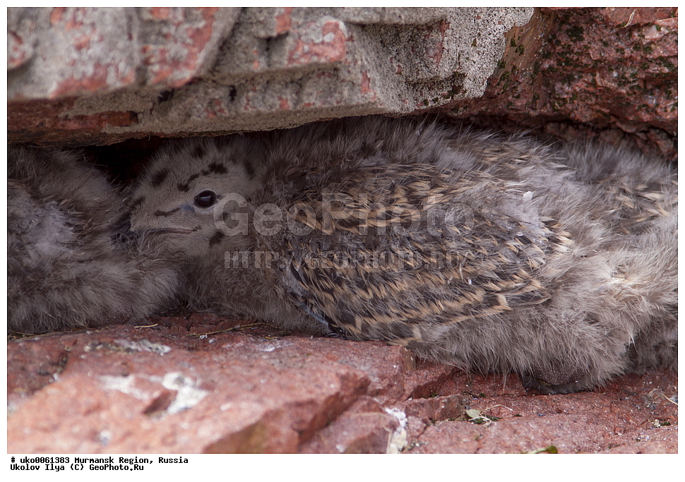  ���������� �������, �������� ����������, ������, ��������� ����, ���������, �������, �������� ��������� �����, ���������, ������, ��������, ��������, �����, �����, ��������, �����������, ������� �����, ������� �����, XYZ, ��������, Laridae, ������� �����, Larus marinus, ������, ������