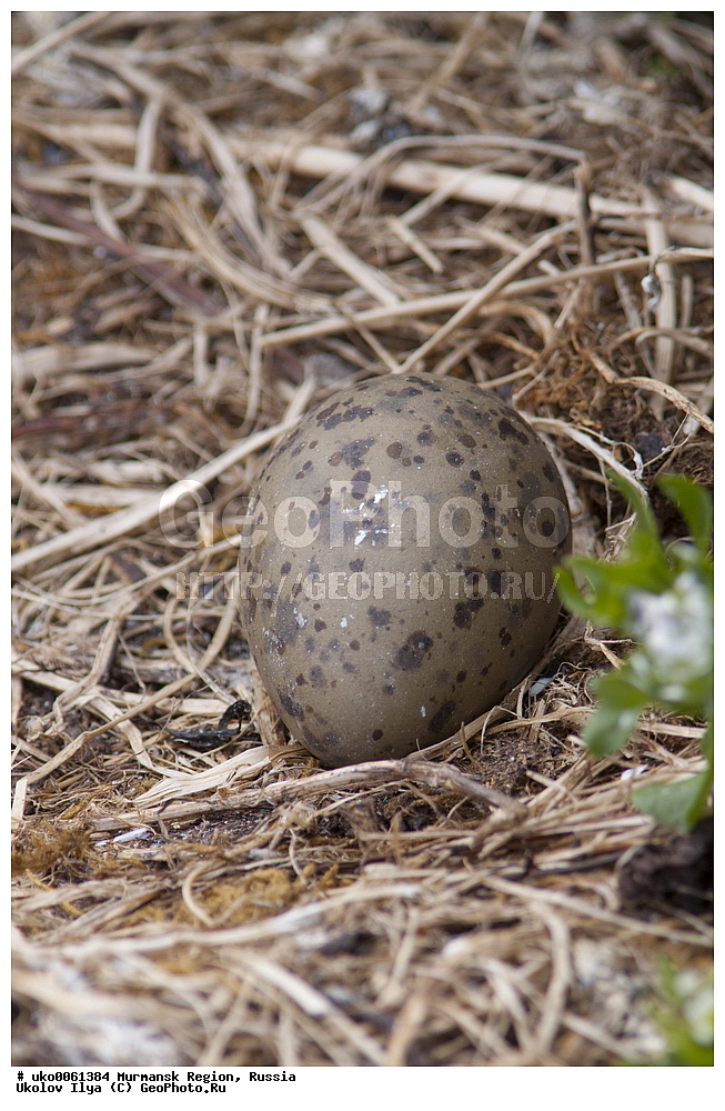  ���������� �������, �������� ����������, ������, ��������� ����, ���������, �������, �������� ��������� �����, ���������, ������, ��������, ��������, �����, �����, ��������, �����������, ������� �����, ������� �����, XYZ, ��������, Laridae, ������� �����, Larus marinus, ������, ������