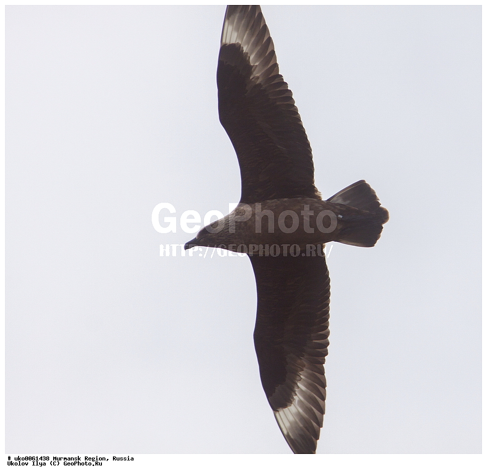 ���������� �������, �������� ����������, ������, ��������� ����, ���������, �������, �������� ��������� �����, ���������, ������, ��������, ��������, �����, �����, ��������, �����������, ������� �����, ������� �����, XYZ, ������������, Stercorariidae, ������� ��������, Catharacta skua, Stercorarius skua