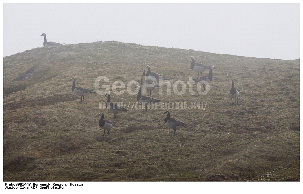 ���������� �������, �������� ����������, ������, ��������� ����, ���������, �������, �������� ��������� �����, ���������, ������, ��������, ��������, �����, �����, ��������, �����������, �����������������, ������������� �����, ������������� �����, XYZ, ������, Anatidae, ��������� �������, ��������� �������, Branta leucopsis