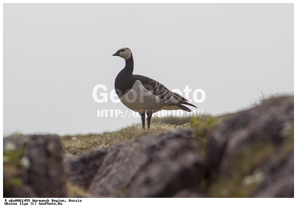 ���������� �������, �������� ����������, ������, ��������� ����, ���������, �������, �������� ��������� �����, ���������, ������, ��������, ��������, �����, �����, ��������, �����������, �����������������, ������������� �����, ������������� �����, XYZ, ������, Anatidae, ��������� �������, ��������� �������, Branta leucopsis