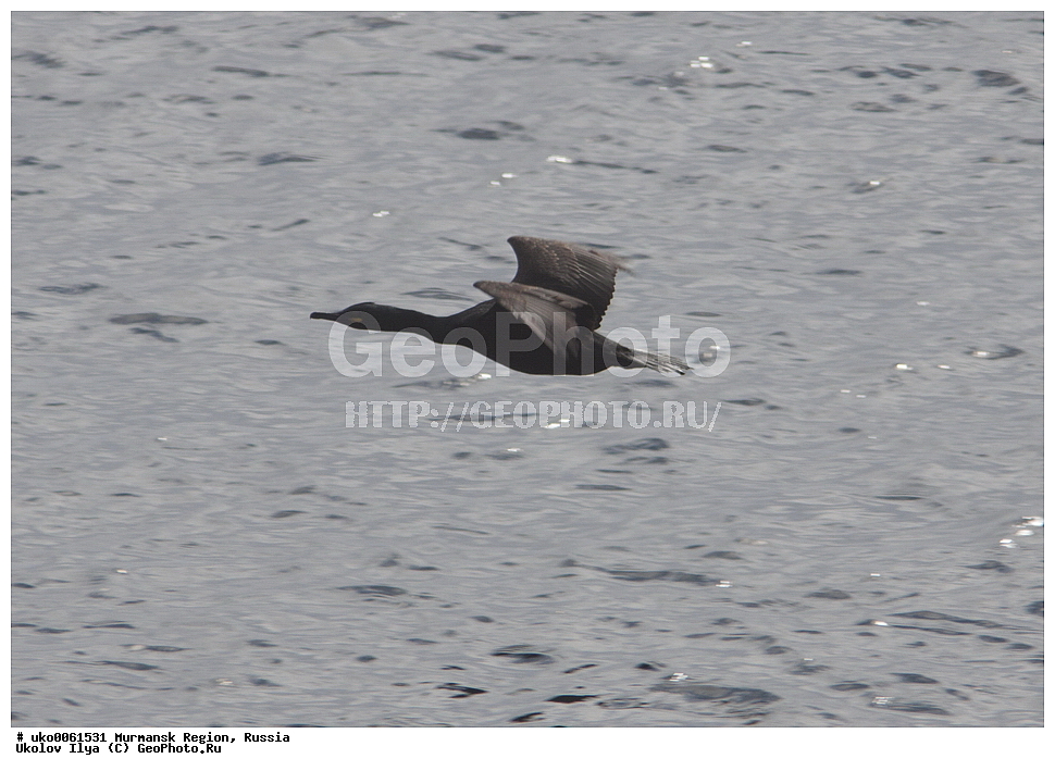 ���������� �������, �������� ����������, ������, ��������� ����, ���������, �������, �������� ��������� �����, ���������, ������, ��������, ��������, �����, �����, ��������, �����������, ������� �����, ������� �����, XYZ, ����������, Phalacrocoracidae, �������� ������, ����������� ������, Phalacrocorax aristotelis