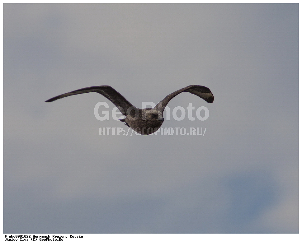 ���������� �������, �������� ����������, ������, ��������� ����, ���������, �������, �������� ��������� �����, ���������, ������, ��������, ��������, �����, �����, ��������, �����������, ������� �����, ������� �����, XYZ, ������������, Stercorariidae, ������� ��������, Catharacta skua, Stercorarius skua