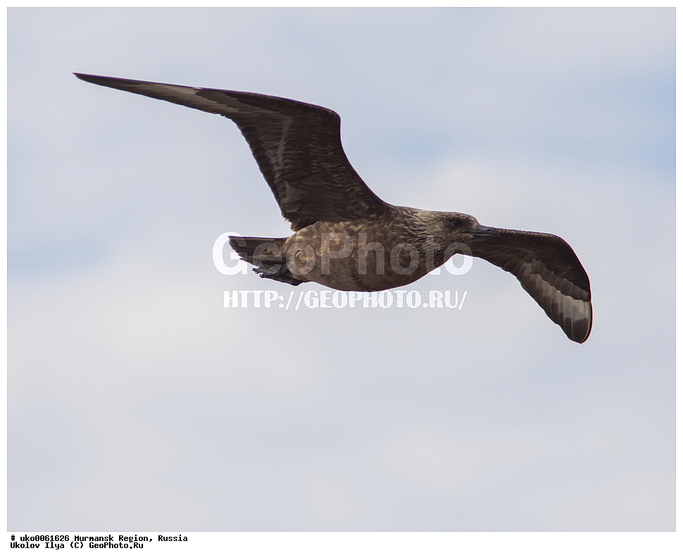 ���������� �������, �������� ����������, ������, ��������� ����, ���������, �������, �������� ��������� �����, ���������, ������, ��������, ��������, �����, �����, ��������, �����������, ������� �����, ������� �����, XYZ, ������������, Stercorariidae, ������� ��������, Catharacta skua, Stercorarius skua