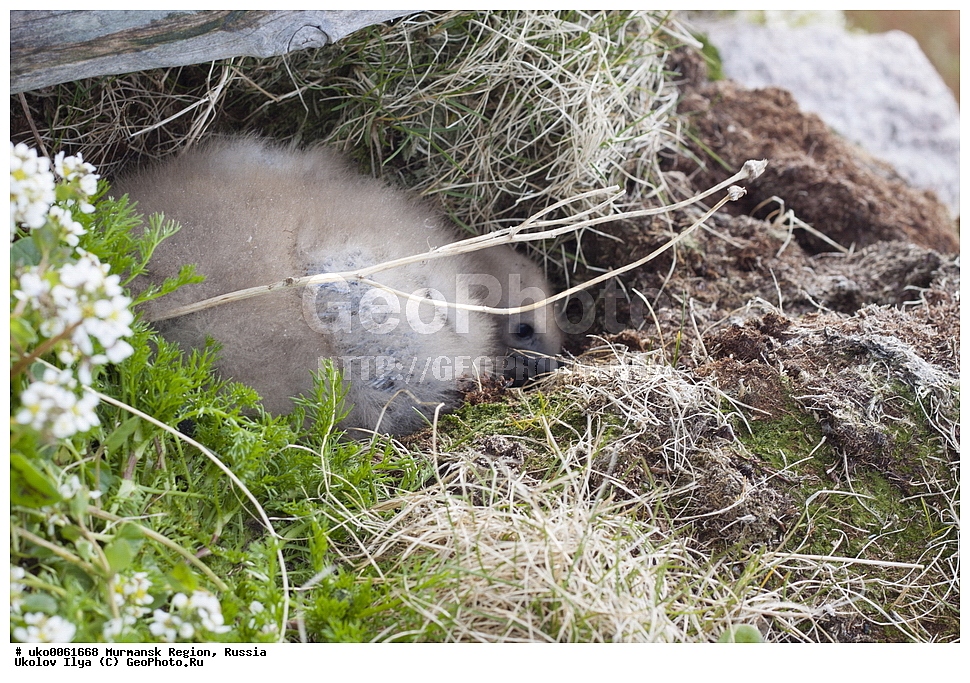 ���������� �������, �������� ����������, ������, ��������� ����, ���������, �������, �������� ��������� �����, ���������, ������, ��������, ��������, �����, �����, ��������, �����������, ������� �����, ������� �����, XYZ, ������������, Stercorariidae, ������� ��������, Catharacta skua, Stercorarius skua