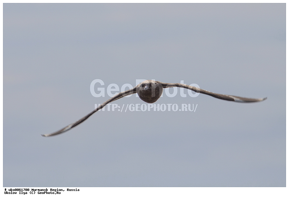 ���������� �������, �������� ����������, ������, ��������� ����, ���������, �������, �������� ��������� �����, ���������, ������, ��������, ��������, �����, �����, ��������, �����������, ������� �����, ������� �����, XYZ, ������������, Stercorariidae, ������� ��������, Catharacta skua, Stercorarius skua