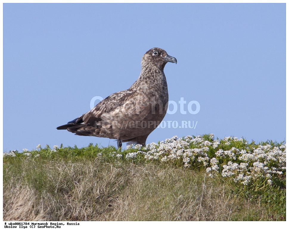 ���������� �������, �������� ����������, ������, ��������� ����, ���������, �������, �������� ��������� �����, ���������, ������, ��������, ��������, �����, �����, ��������, �����������, ������� �����, ������� �����, XYZ, ������������, Stercorariidae, ������� ��������, Catharacta skua, Stercorarius skua