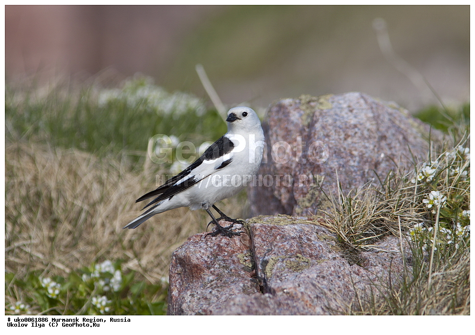 ���������� �������, �������� ����������, ������, ��������� ����, ���������, �������, �������� ��������� �����, ���������, ������, ��������, ��������, �����, �����, ��������, �����������, XYZ, ����������, Emberizidae, �������, C������ ����������, Plectrophenax nivalis