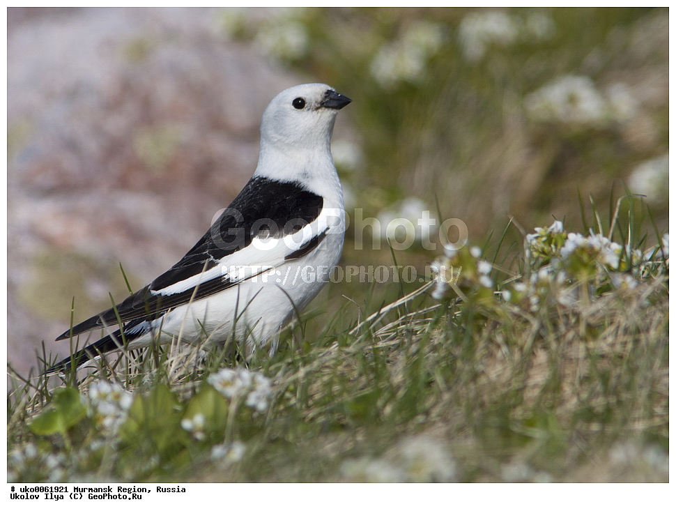 ���������� �������, �������� ����������, ������, ��������� ����, ���������, �������, �������� ��������� �����, ���������, ������, ��������, ��������, �����, �����, ��������, �����������, XYZ, ����������, Emberizidae, �������, C������ ����������, Plectrophenax nivalis