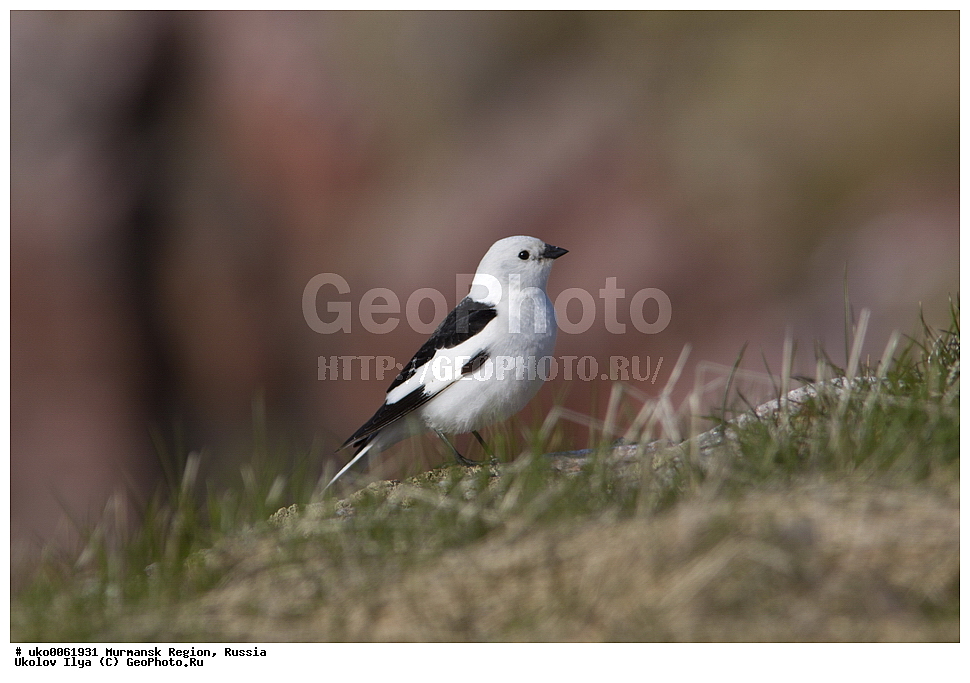 ���������� �������, �������� ����������, ������, ��������� ����, ���������, �������, �������� ��������� �����, ���������, ������, ��������, ��������, �����, �����, ��������, �����������, XYZ, ����������, Emberizidae, �������, C������ ����������, Plectrophenax nivalis