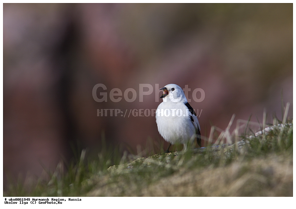 ���������� �������, �������� ����������, ������, ��������� ����, ���������, �������, �������� ��������� �����, ���������, ������, ��������, ��������, �����, �����, ��������, �����������, XYZ, ����������, Emberizidae, �������, C������ ����������, Plectrophenax nivalis