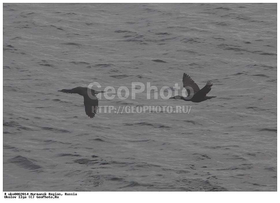 ���������� �������, �������� ����������, ������, ��������� ����, ���������, �������, �������� ��������� �����, ���������, ������, ��������, ��������, �����, �����, ��������, �����������, ������� �����, ������� �����, XYZ, ����������, Phalacrocoracidae, �������� ������, ����������� ������, Phalacrocorax aristotelis