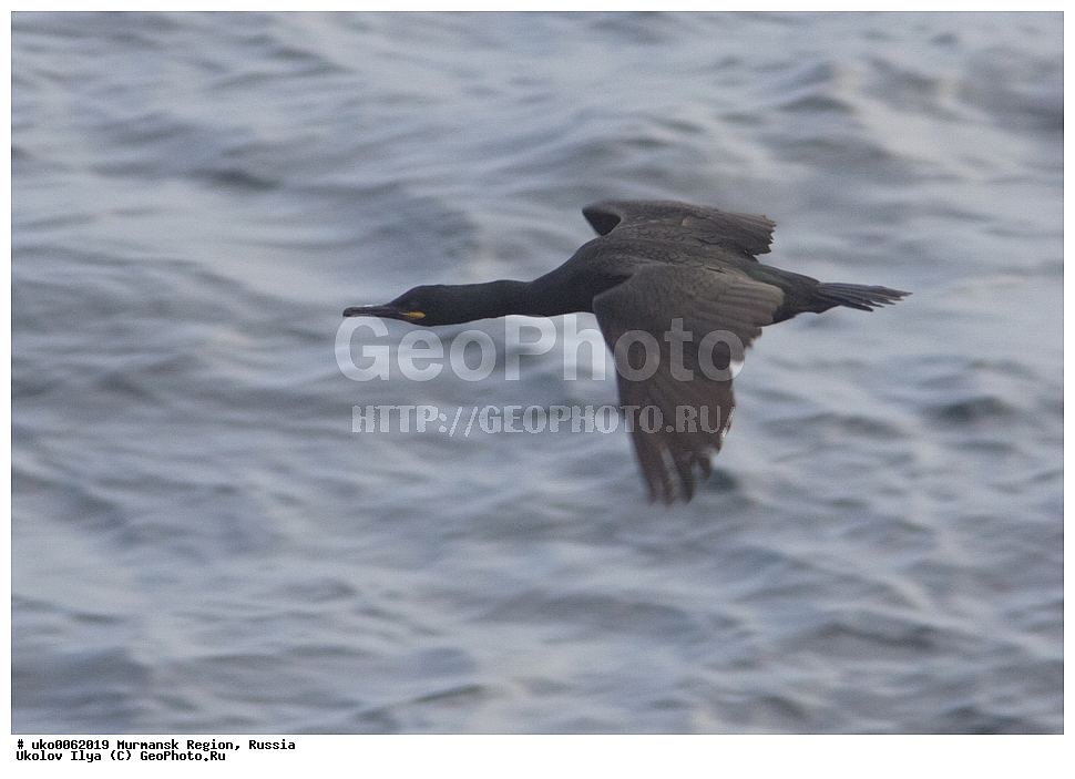 ���������� �������, �������� ����������, ������, ��������� ����, ���������, �������, �������� ��������� �����, ���������, ������, ��������, ��������, �����, �����, ��������, �����������, ������� �����, ������� �����, XYZ, ����������, Phalacrocoracidae, �������� ������, ����������� ������, Phalacrocorax aristotelis