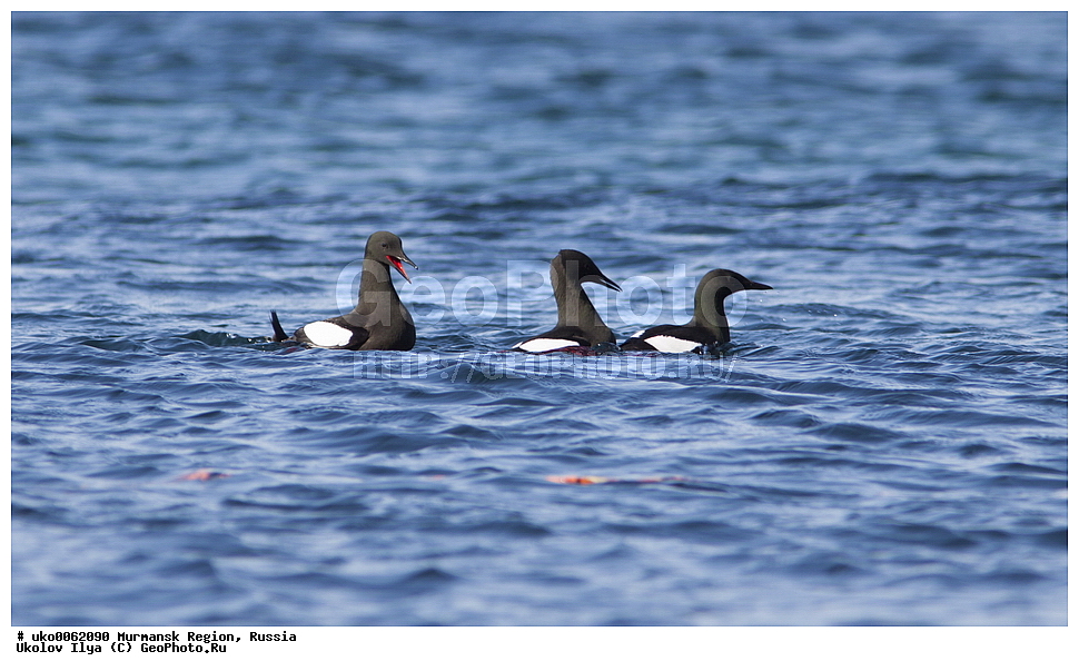 ���������� �������, �������� ����������, ������, ��������� ����, ���������, �������, �������� ��������� �����, ���������, ������, ��������, ��������, �����, �����, ��������, �����������, ������� �����, ������� �����, XYZ, ����������, Alcidae, ������������ ������, Cepphus grylle