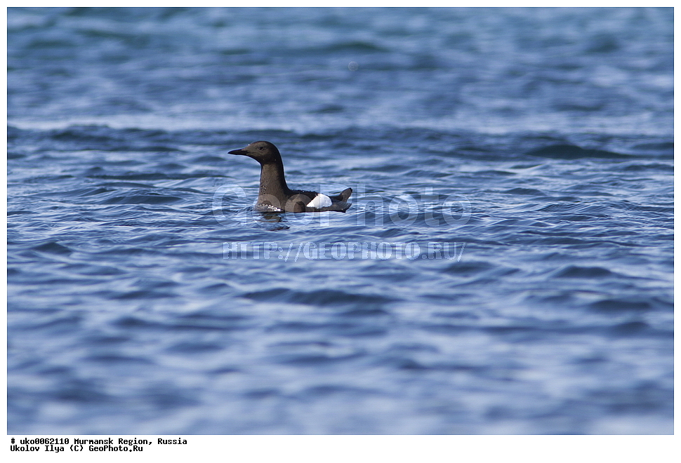 ���������� �������, �������� ����������, ������, ��������� ����, ���������, �������, �������� ��������� �����, ���������, ������, ��������, ��������, �����, �����, ��������, �����������, ������� �����, ������� �����, XYZ, ����������, Alcidae, ������������ ������, Cepphus grylle