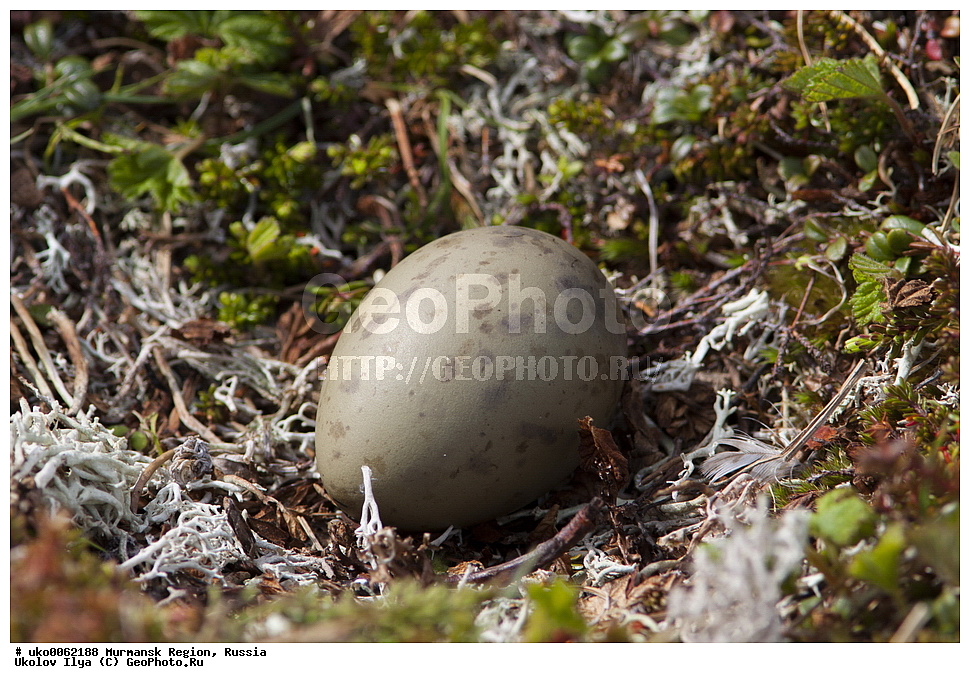 ���������� �������, �������� ����������, ������, ��������� ����, ���������, �������, �������� ��������� �����, ���������, ������, ��������, ��������, �����, �����, ��������, �����������, ������� �����, ������� �����, XYZ, ������������, Stercorariidae, �������������� ��������, Stercorarius parasiticus