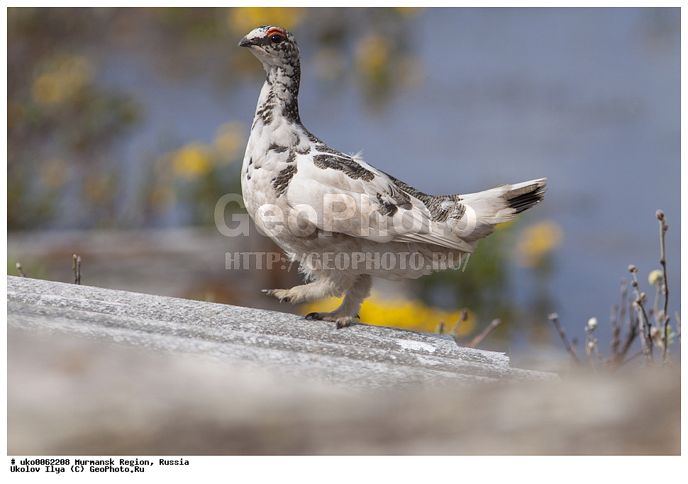 ���������� �������, �������� ����������, ������, ��������� ����, ���������, �������, �������� ��������� �����, ���������, ������, ��������, ��������, �����, �����, ��������, �����������, XYZ, �����������, Tetraonidae, ��������� ���������, ��������� ���������, Lagopus mutus, Lagopus muta