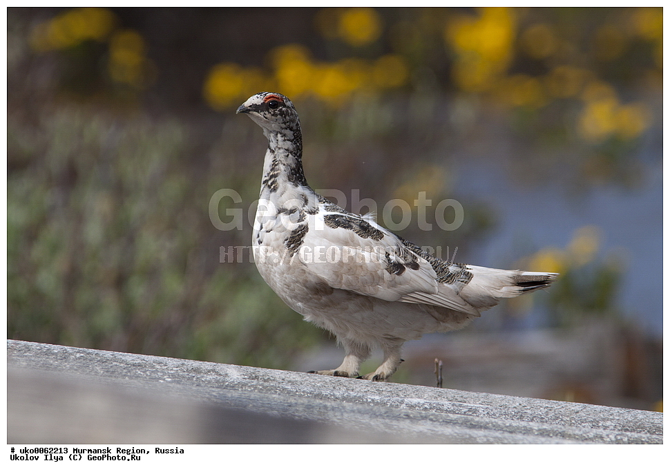 ���������� �������, �������� ����������, ������, ��������� ����, ���������, �������, �������� ��������� �����, ���������, ������, ��������, ��������, �����, �����, ��������, �����������, XYZ, �����������, Tetraonidae, ��������� ���������, ��������� ���������, Lagopus mutus, Lagopus muta