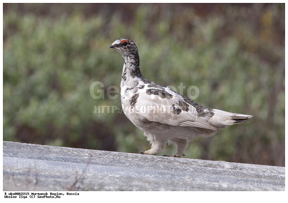 ���������� �������, �������� ����������, ������, ��������� ����, ���������, �������, �������� ��������� �����, ���������, ������, ��������, ��������, �����, �����, ��������, �����������, XYZ, �����������, Tetraonidae, ��������� ���������, ��������� ���������, Lagopus mutus, Lagopus muta