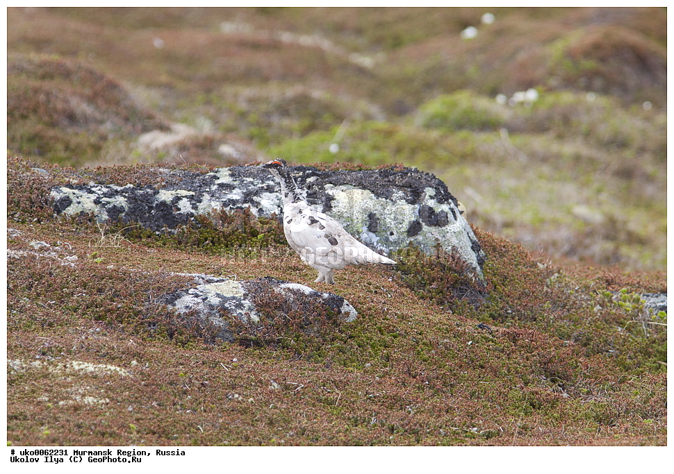 ���������� �������, �������� ����������, ������, ��������� ����, ���������, �������, �������� ��������� �����, ���������, ������, ��������, ��������, �����, �����, ��������, �����������, XYZ, �����������, Tetraonidae, ��������� ���������, ��������� ���������, Lagopus mutus, Lagopus muta