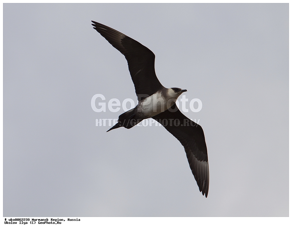 ���������� �������, �������� ����������, ������, ��������� ����, ���������, �������, �������� ��������� �����, ���������, ������, ��������, ��������, �����, �����, ��������, �����������, ������� �����, ������� �����, XYZ, ������������, Stercorariidae, �������������� ��������, Stercorarius parasiticus